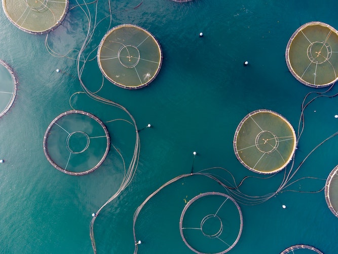 Harmful Algal Bloom Monitoring